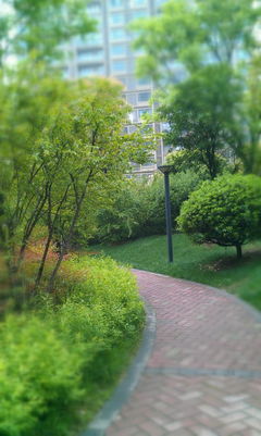 景观设计师：绿荫下的职业之路