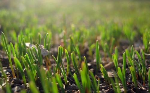 选择好种植季节， 提高草籽成活率