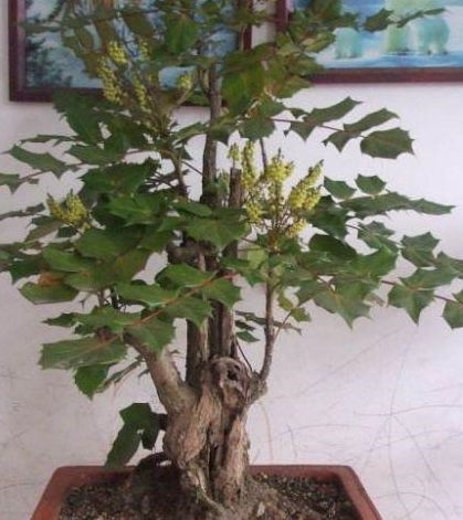龙须树在什么季节和月份最适合进行换盆操作