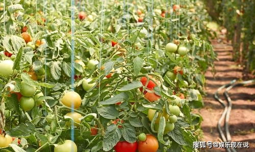 如何运用西红柿高产小妙招，实现西红柿种植的高产技巧