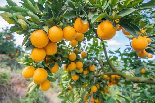 枝叶起灰黑斑点，干枯，有蚜虫，用什么农药处理？