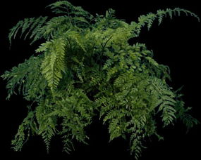 树底下没太阳，种啥花草蕞合适？