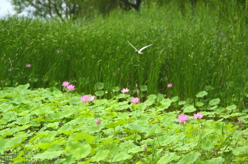 净化水质, 睡莲花有秘籍