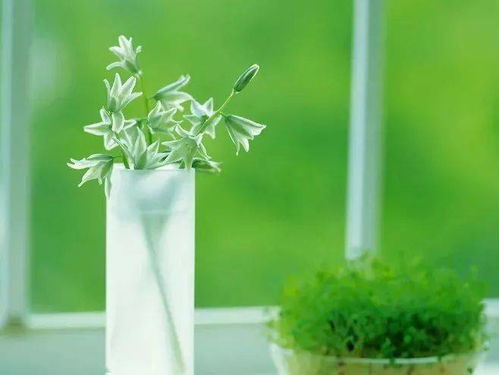 绿植，你了解多少？