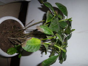 栀子花叶子干枯，是缺水吗