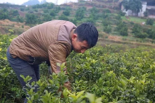 盆景沙糖桔幼苗养护之道，揭秘成活率秘诀！