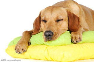 狗误食代森锰锌后出现哪些中毒症状？如何正确处理代森锰锌中毒的狗狗？