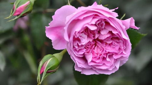 月季花：美丽与香气的完美结合