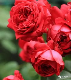 薰衣草的续命招