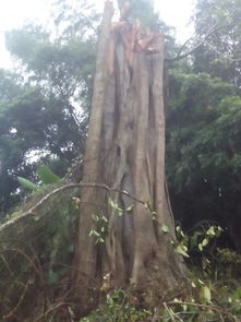 雪松木球手串：自然的神奇魔力