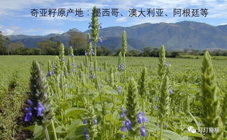 种植经验：暴雨中的柴胡种子如何生存？