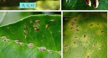 绿植树叶喷杀虫剂后出现桔黄色虫子，如何有效处理？