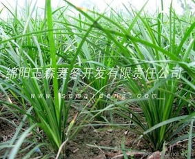 园林中的点缀明珠