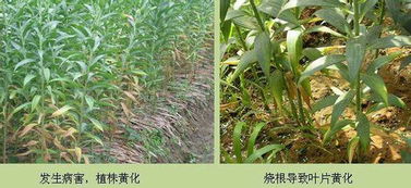 百合花叶子为什么会突然掉落？