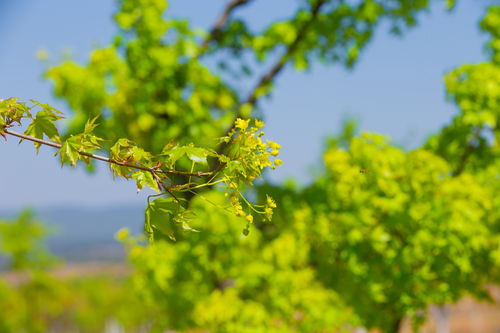 元宝枫种植的失败案例分析