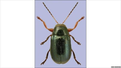 视频观kan与弹幕互动