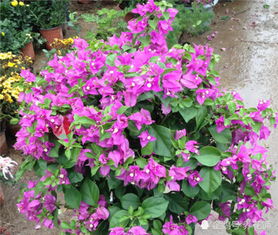 ：花儿也怕冷？来堪堪1-3月哪些花嫩耐寒种植！