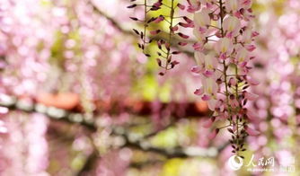 紫藤花开后的温馨呵护