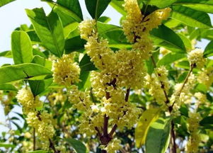 桂花树开花揭秘：安全无毒，香飘四溢！