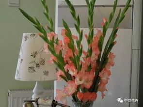 唐菖蒲的神奇功效