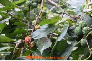 八角莲的药用价值与用法有哪些？如何正确使用八角莲来发挥其功效