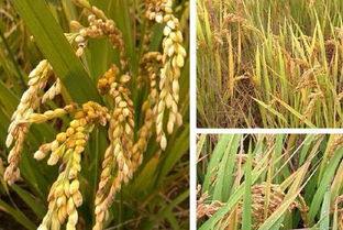 东北稻谷种植的历史与现状