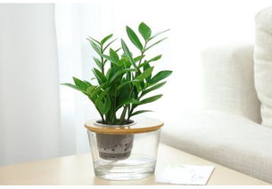 金钱树的汁液有毒吗？