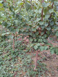 广东地区种植杏仁的可行性探讨