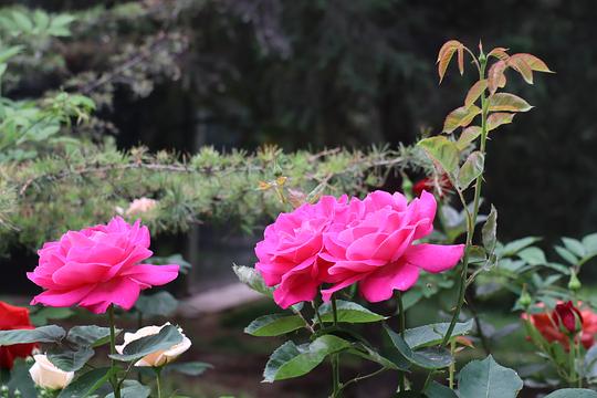 花期， 那是一个漫长的等待