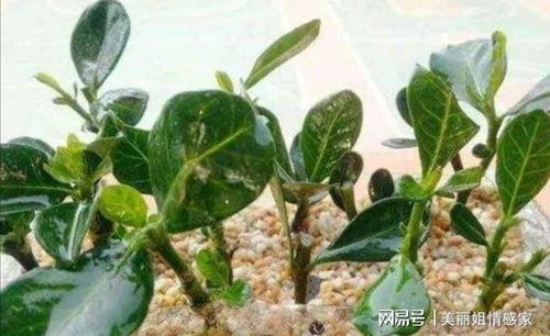 白糖水：简单又有效