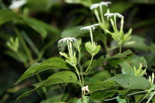 什么是“这种真有用了就寸草不生的草药”？