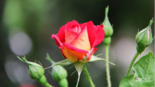 天鹅古董月季的养护之道