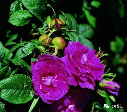 月季与玫瑰， 姐妹花之争