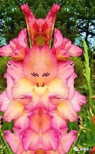 没有花种子，如何从无到有