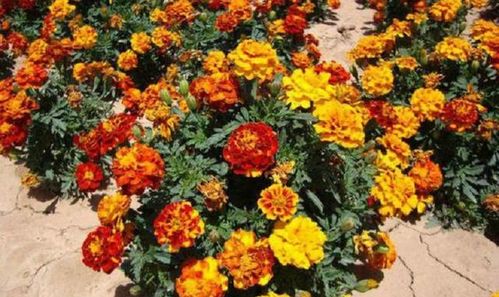 孔雀草的花期有多长？它的开花原理是什么