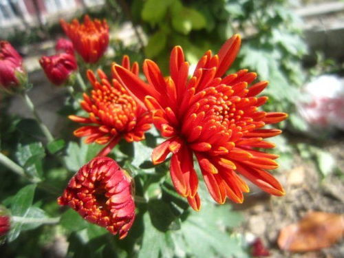 菊花如何浇水才能开花？