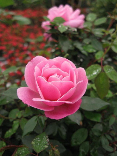 杜鹃花的名字和种类