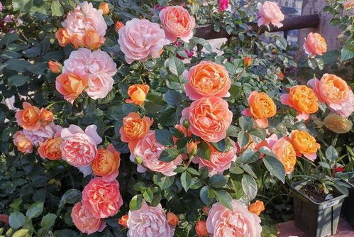 修剪小技巧：让果汁阳台月季开花梗美