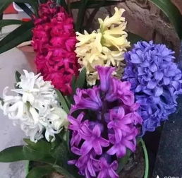 “新手养花指南：室内花卉种植推荐”