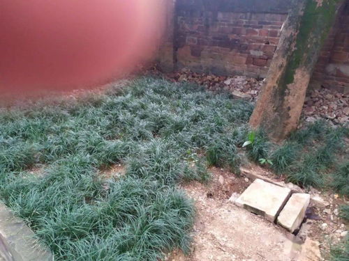 寻找山洞中的芬芳