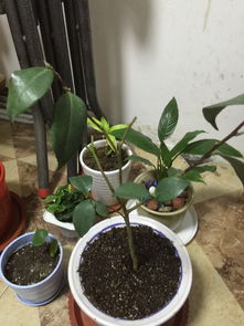 茶花换盆后叶子大量掉落的原因及解决办法