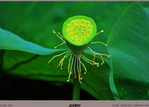 植物种子传播有哪些独特而有效的方法