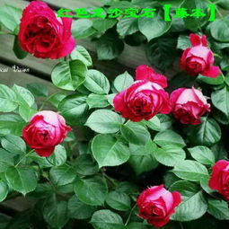 红龙：耐热耐晒的紫色佳人