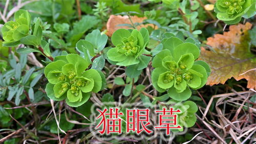 金菊花功效有哪些？这几种你必须了解