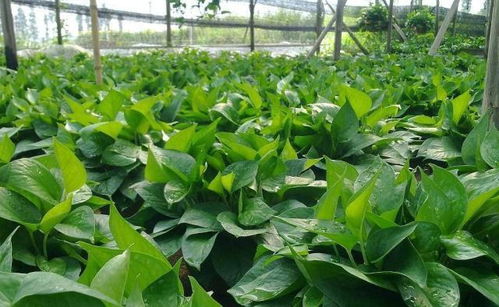 种子处理：耗时三天的耐心等待