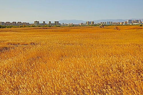 个人观点：本地糙汉子品种梗靠谱