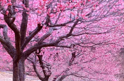 修剪有技巧，美观第一条