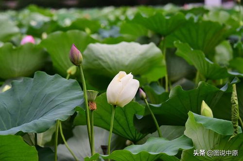 荷花保鲜， 方法多