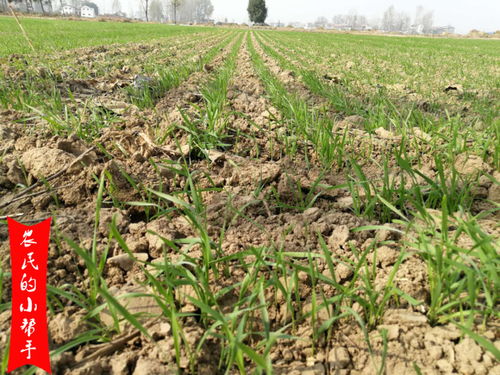 年后使用除草剂的考虑