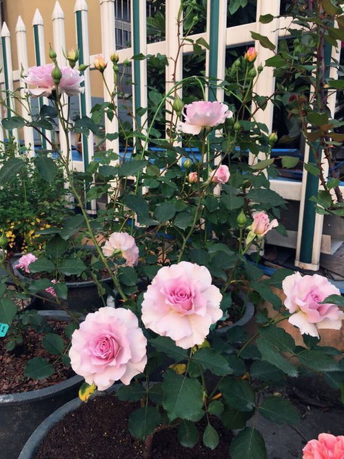 新浪潮月季：日本培育的紫色茶香月季品种盘点